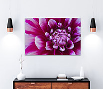 Obraz Fialový zoom kvetu 1750